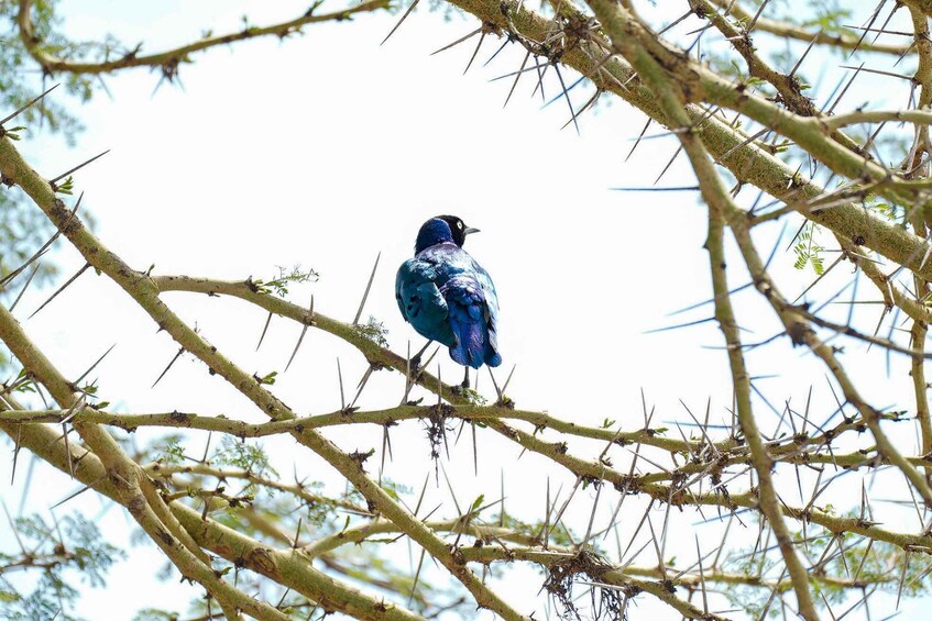A bird perched on a thorny branch. 5