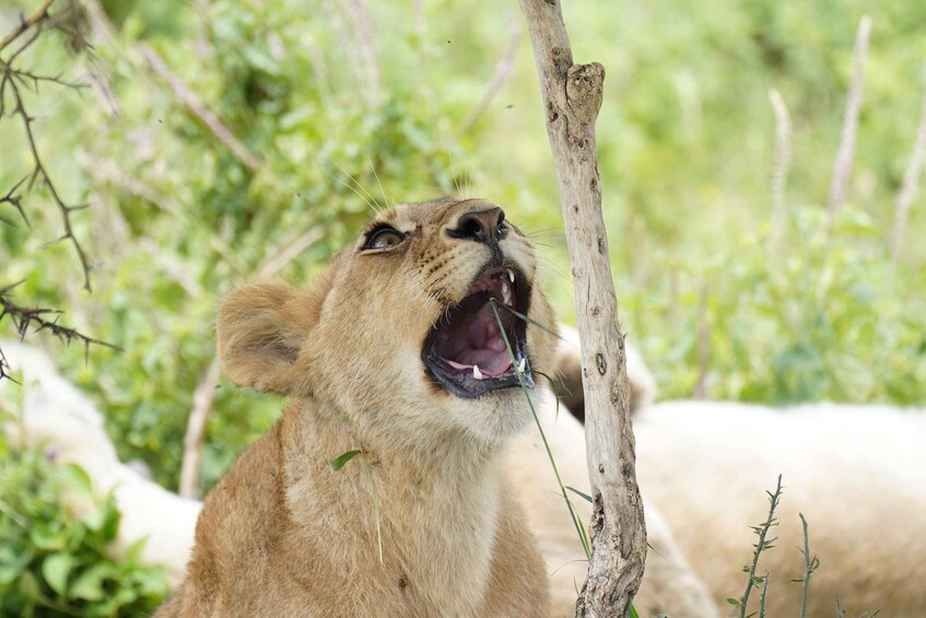 A lioness with its mouth open, surrounded by greenery. 1