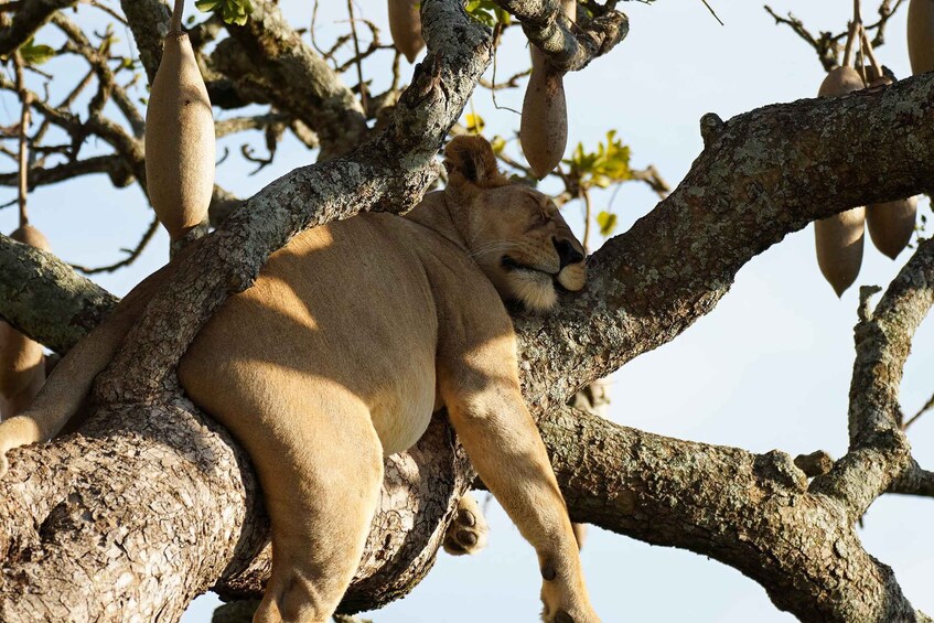 A lion resting on a tree branch. 2