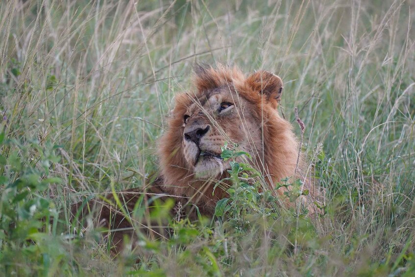 A lion resting in tall grass. 4