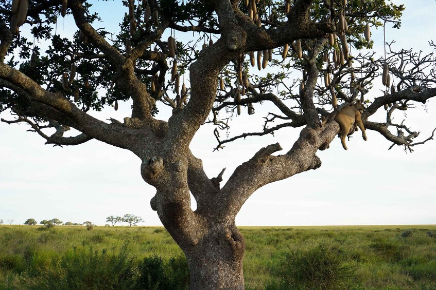 A large tree with hanging pods in a grassy field. 3