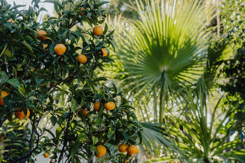 A citrus tree with ripe oranges and a palm tree in the background. 4