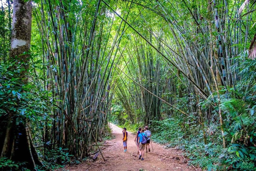 A bamboo forest path with people hiking. 1
