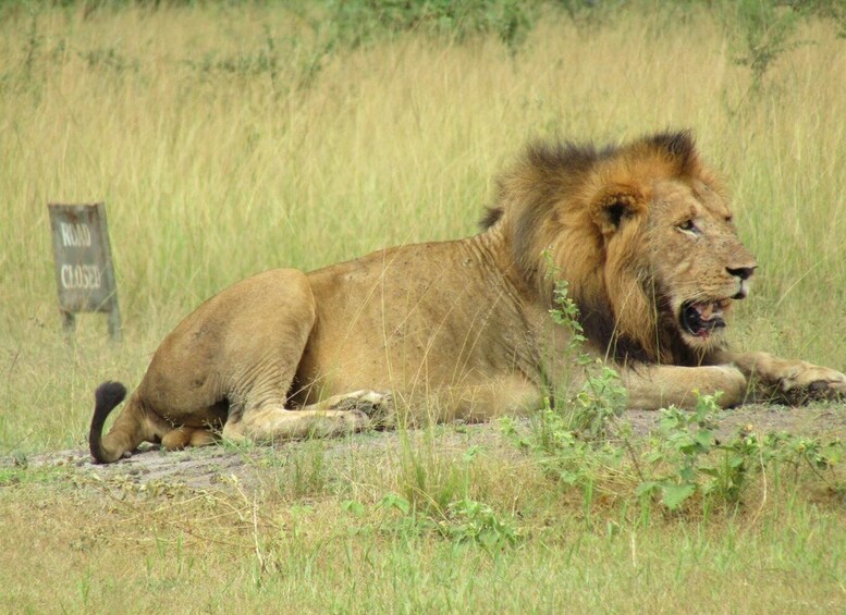 A lion lying on the ground in a grassy field with a 'ROAD CLOSED' sign in the background. 1