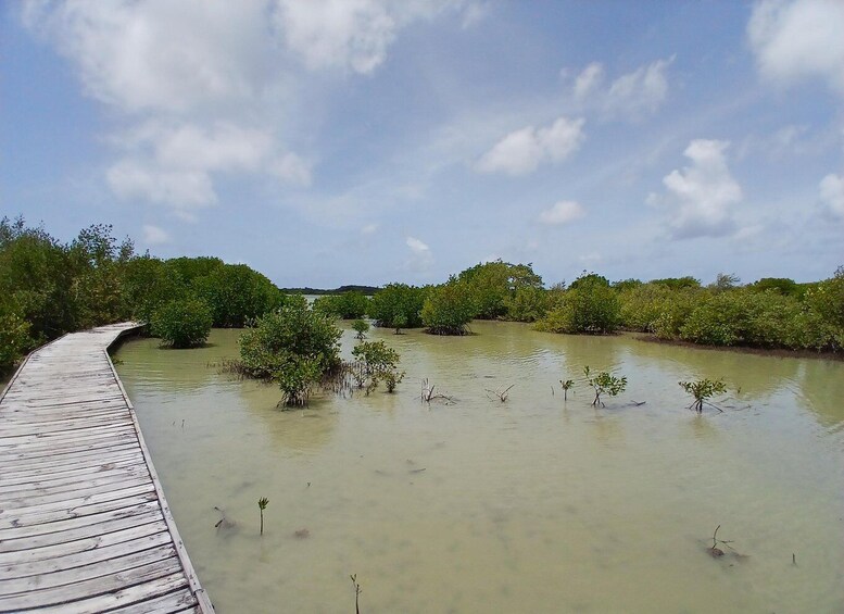 Picture 9 for Activity Mangrove viewing, visit to a rum distillery in Le Marin, beach, with driver 4