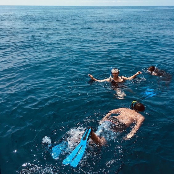 Picture 10 for Activity Sorrento: Afternoon Snorkeling Tour with Marine Biologist 4