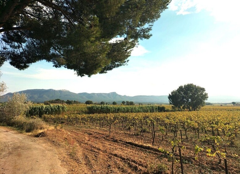 Picture 19 for Activity Elegant Aix-en-Provence & Authentic Countryside Wine Tour 2