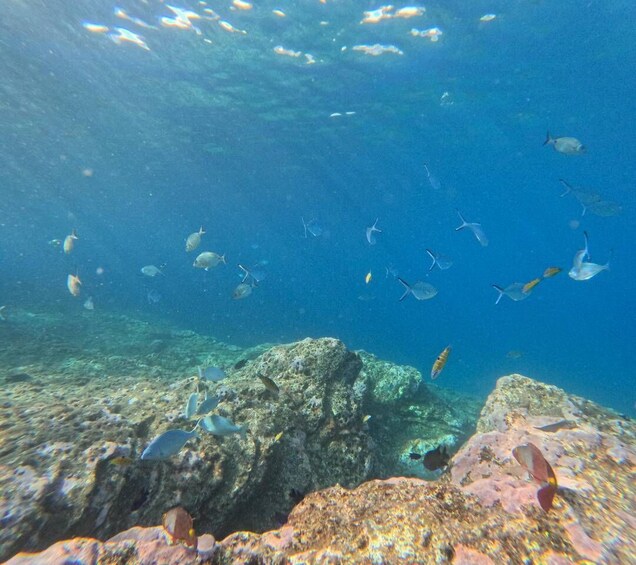 An underwater scene with various fish swimming around rocky formations. 4