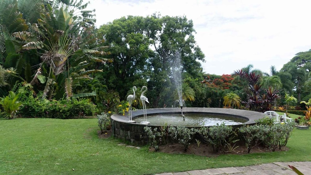 A circular fountain with two swan statues, surrounded by lush greenery and a variety of tropical plants. 3