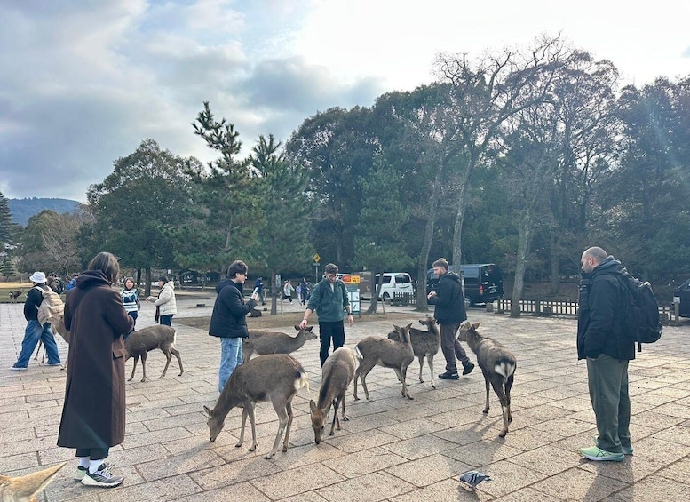 Picture 23 for Activity Nara: Deer, Great Buddha & Traditional Mochi Tasting 3