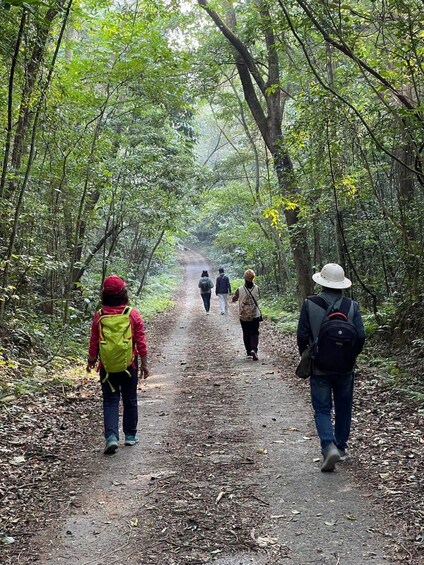 A forest path with people walking. 2