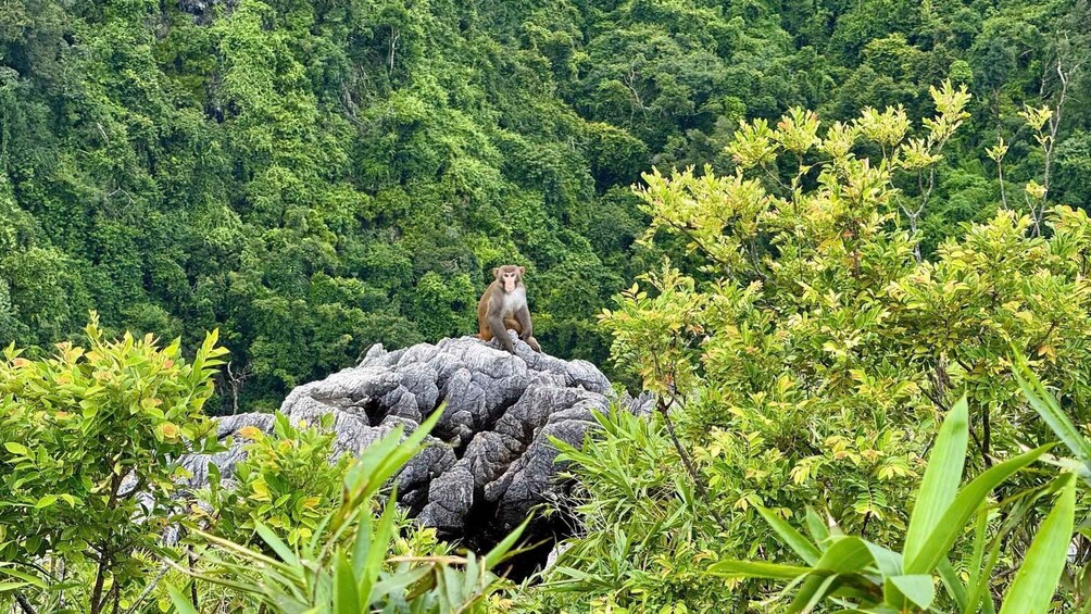 A monkey sitting on a rock surrounded by lush green foliage. 1