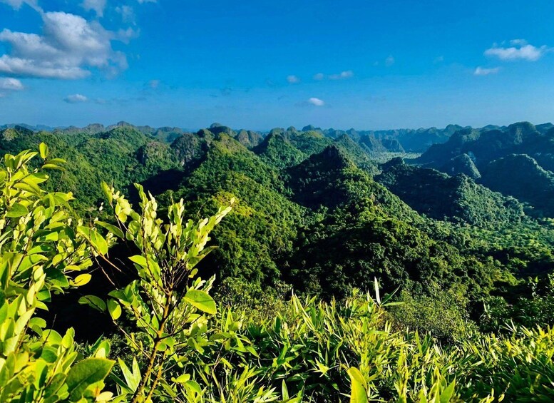 A lush green landscape with dense vegetation and rolling hills under a clear blue sky. 4