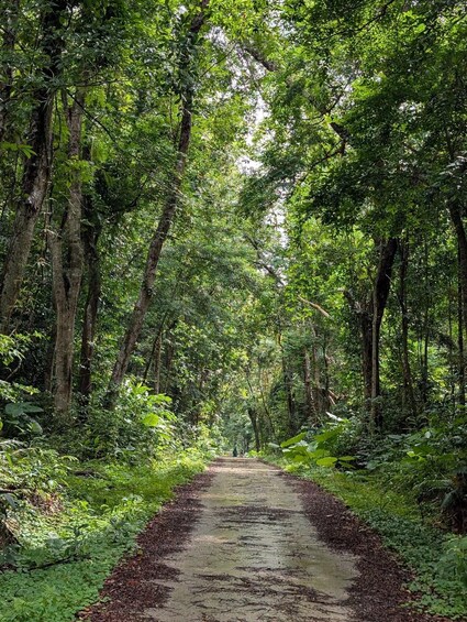 A forested path with dense green foliage and tall trees. 3