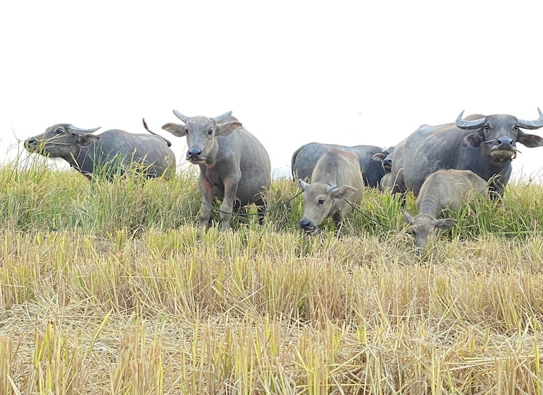 A herd of water buffalo grazing in a grassy field. 4