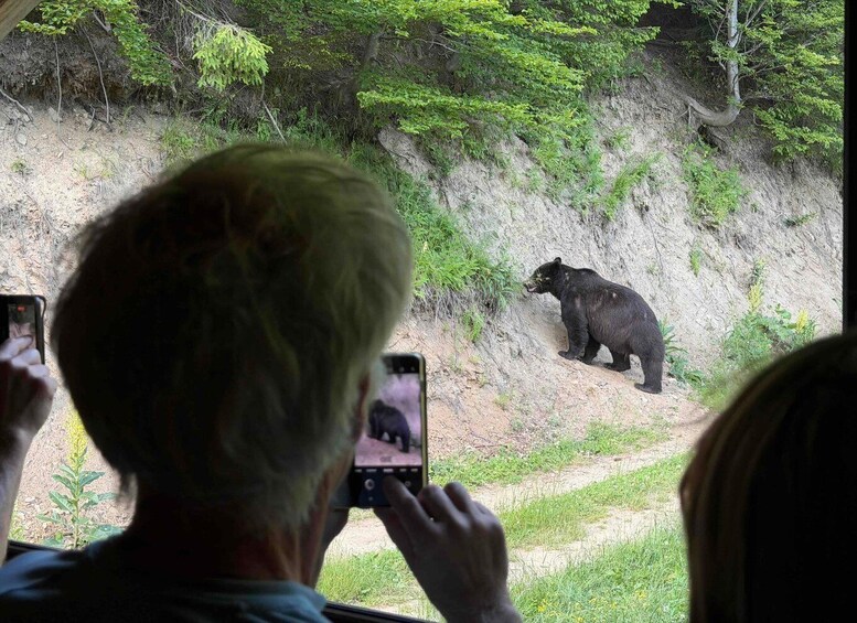 Picture 2 for Activity Brasov: Bear Watching in the Wild (From a Hideout) 2