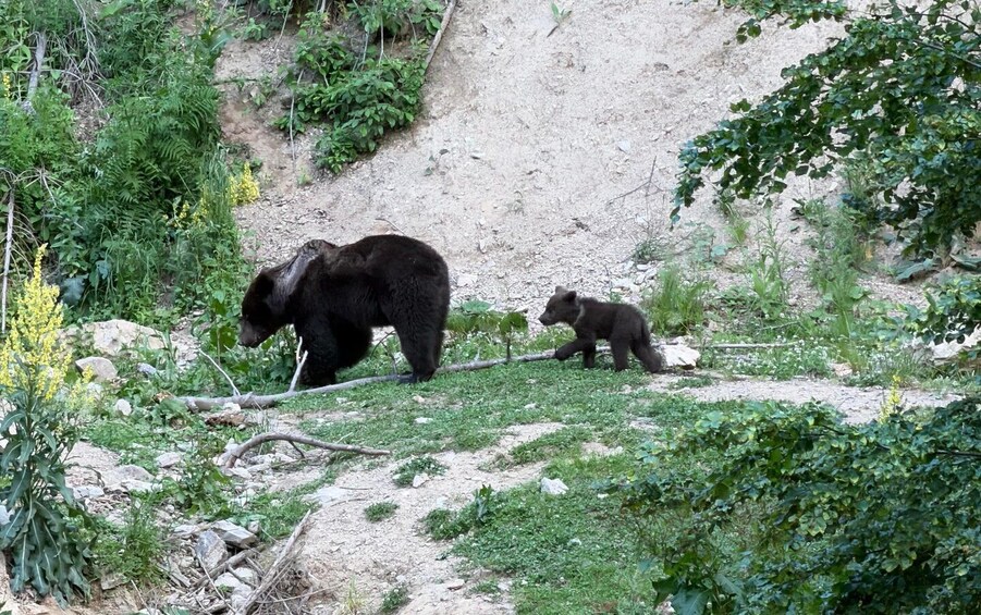 Picture 3 for Activity Brasov: Bear Watching in the Wild (From a Hideout) 3