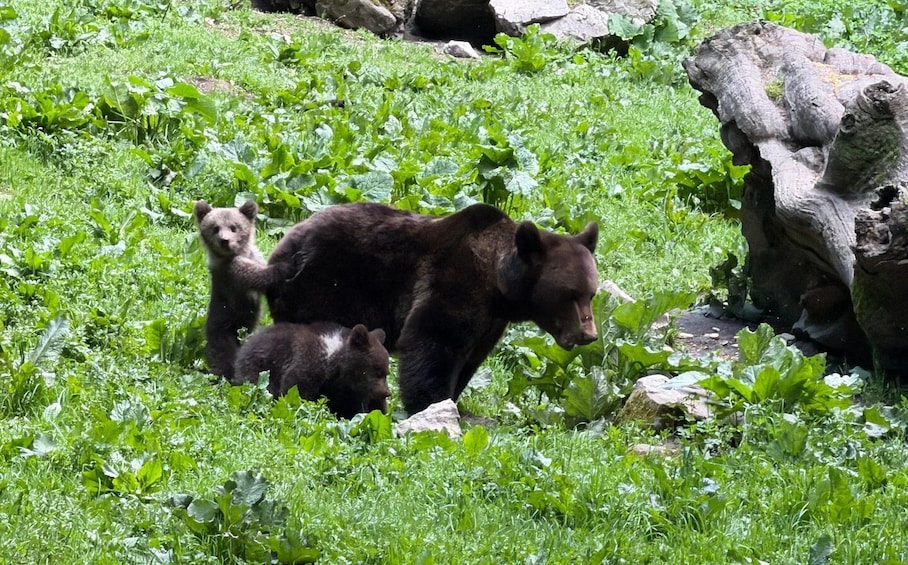 Picture 6 for Activity Brasov: Bear Watching in the Wild (From a Hideout) 2