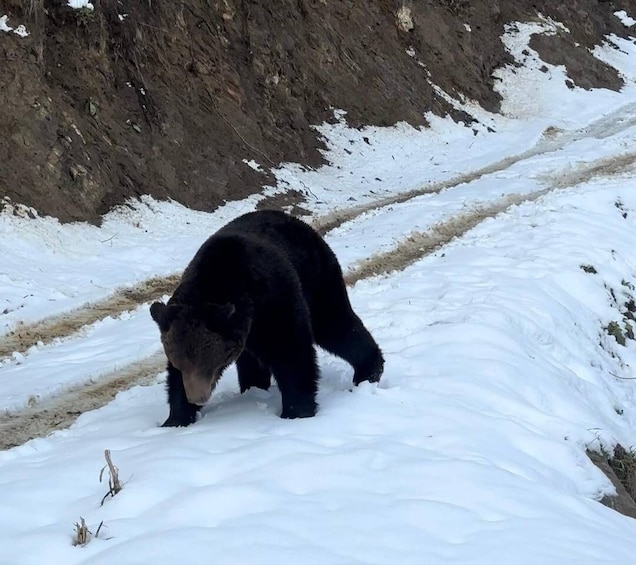 Picture 4 for Activity Brasov: Bear Watching in the Wild (From a Hideout) 3