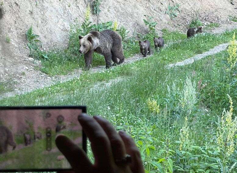 Brasov: Bear Watching in the Wild (From a Hideout) 2