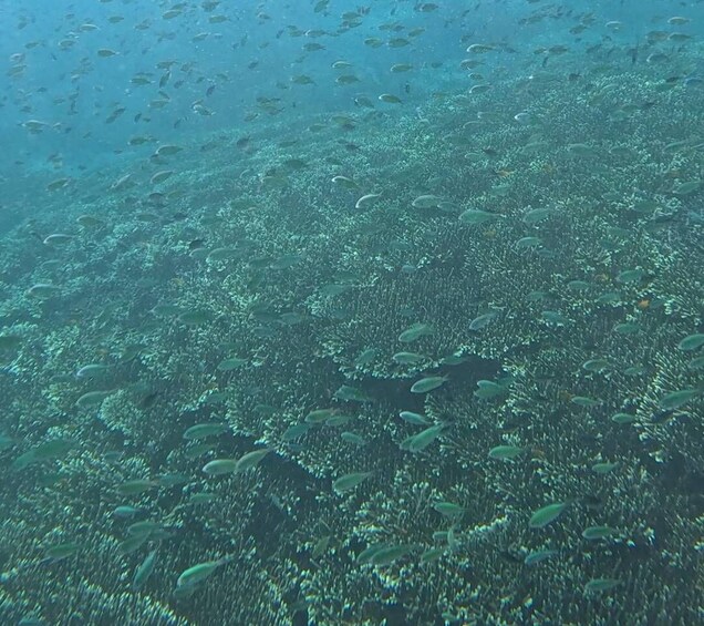A school of fish swimming over a coral reef. 3