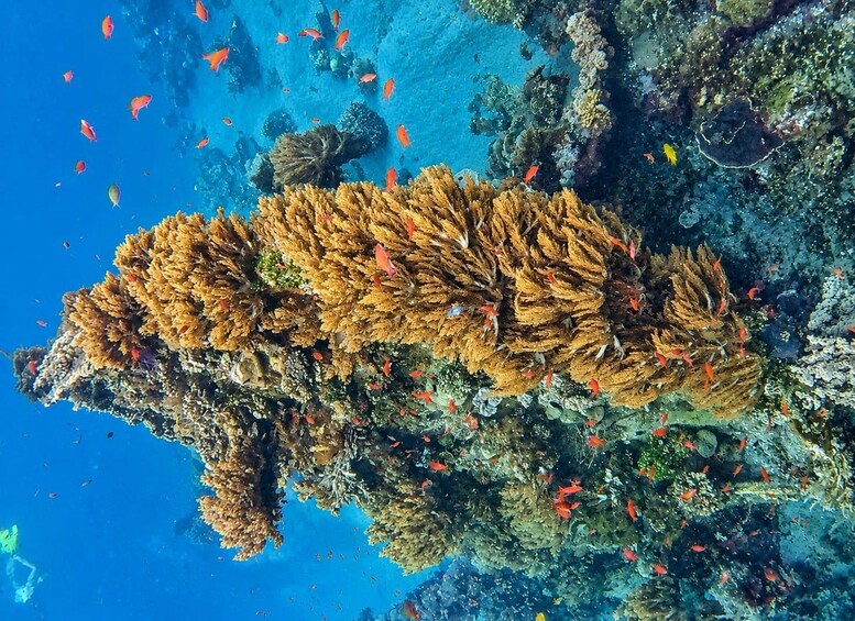 A coral reef with diverse marine life and clear blue water. 3