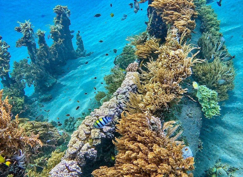 An underwater coral reef with various fish species and a striped fish swimming among the corals. 5