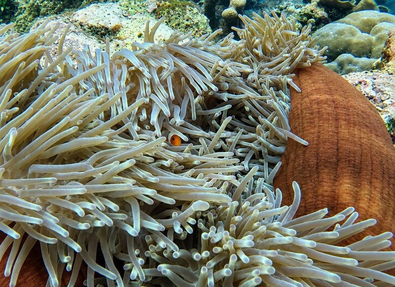 Anemones with a clownfish in a coral reef environment. 4