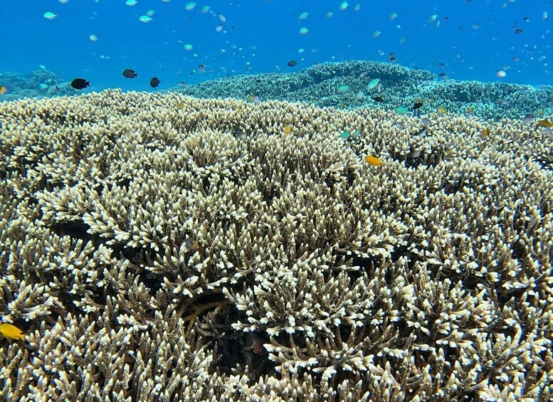A coral reef with various fish species swimming above. 2