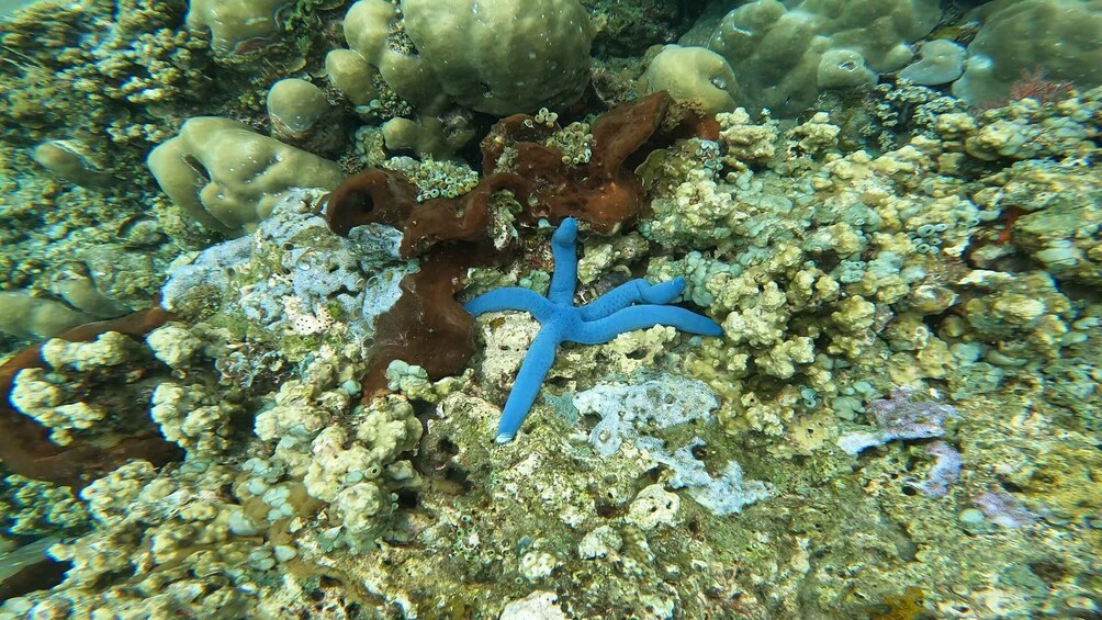 Picture 15 for Activity Amed Bali Snorkeling: Explore 3 Spots by Traditional Jukung 4