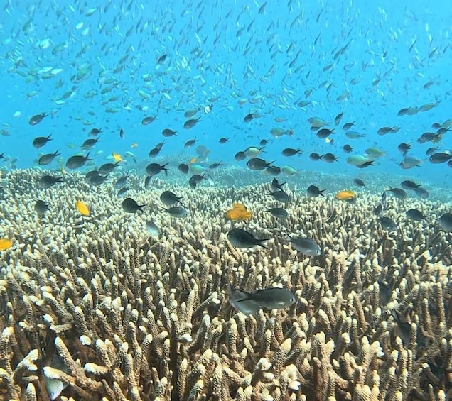 A coral reef with diverse fish species and clear blue water. 2
