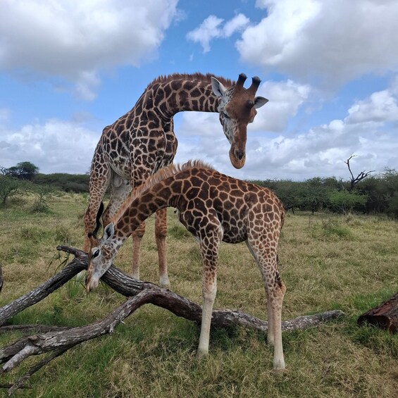 Two giraffes in a grassy field with a clear sky. 1