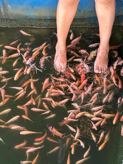 A person standing in a pond surrounded by numerous fish. 5