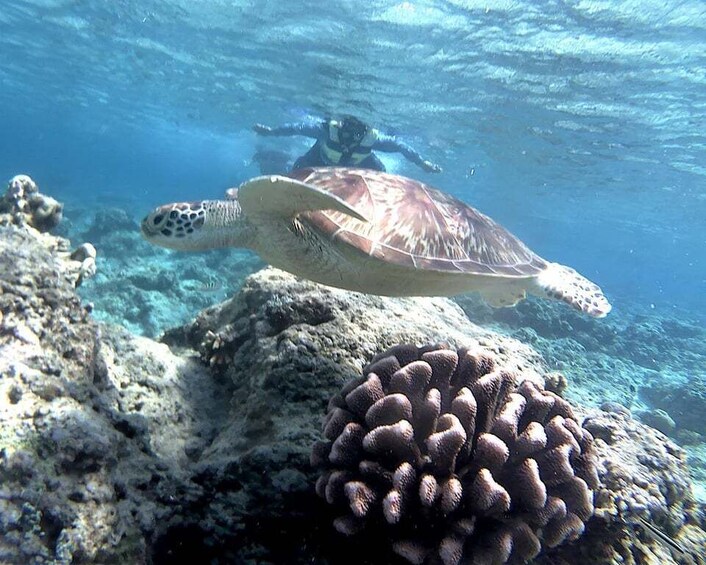 A sea turtle swimming near a coral reef. 3