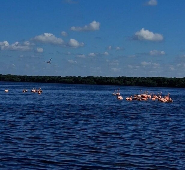 A body of water with several flamingos swimming and a plane flying overhead. 1