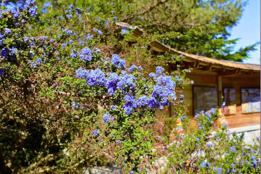 A wooden cabin surrounded by dense greenery and clusters of blue flowers. 3
