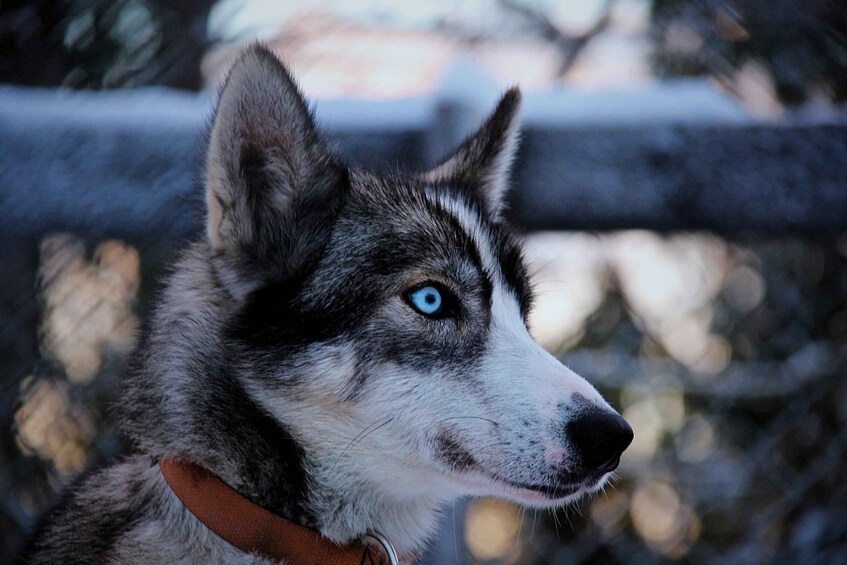 A close-up of a husky with striking blue eyes. 4