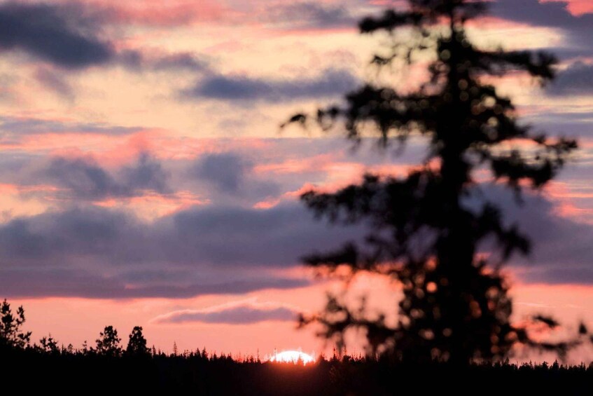 A sunset with a silhouette of a tree in the foreground and a forest in the background. 5