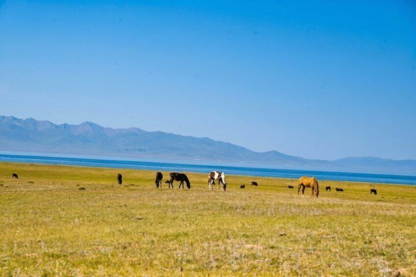 A wide-open grassland with horses grazing and a distant mountain range. 3