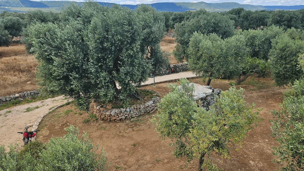 An olive grove with a dirt path and a stone wall. 5