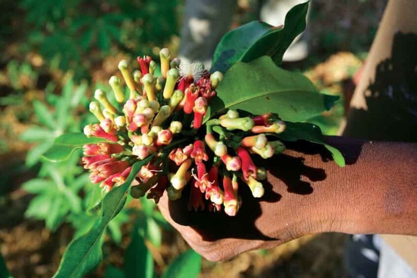 A hand holding a bunch of green leaves and red flowers. 5