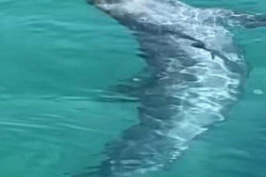A dolphin swimming in clear blue water. 4