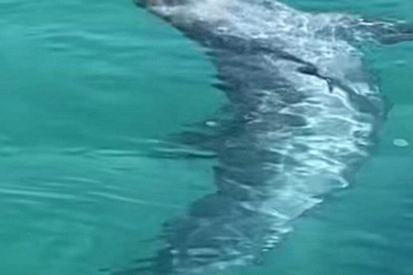 Ein Delfin schwimmt in klarem, blauem Wasser. 4
