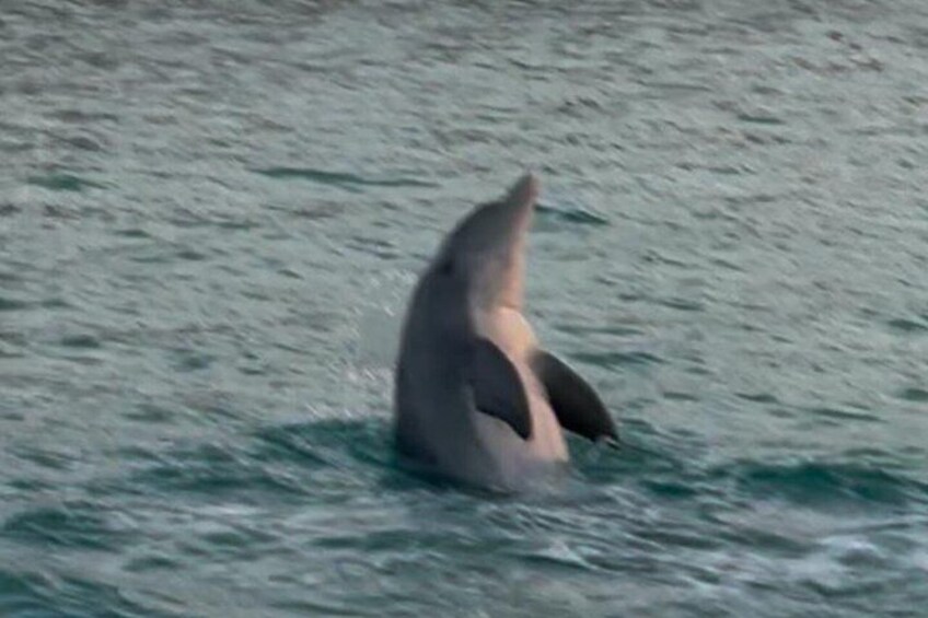 A dolphin swimming in the ocean. 3