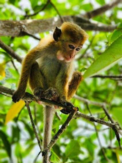 A monkey sitting on a tree branch surrounded by green foliage. 5
