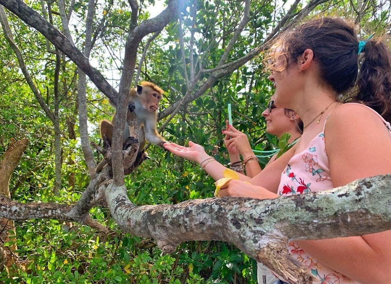 Picture 4 for Activity Galle: Koggala Lake Boat Safari with Monkeys Birds & Nature 1