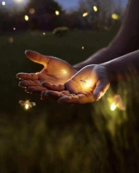 A pair of hands holding a small insect. 4