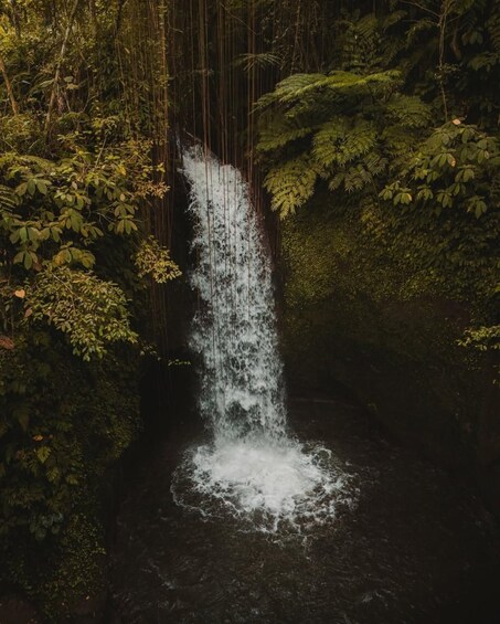 A waterfall in a forested area. 5