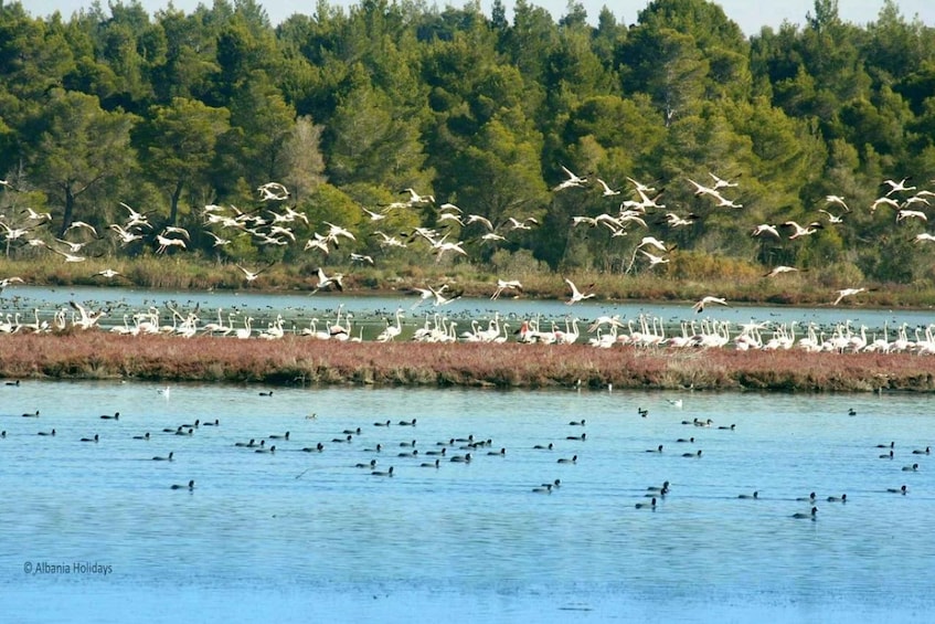 A flock of white birds flying over a body of water with a forest in the background. 5