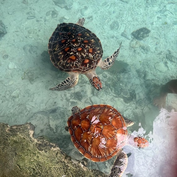Picture 2 for Activity Zanzibar: Salaam Cave and Turtle Swimming Tour 4